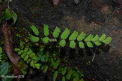 Adiantum philippense